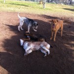 Gizmo, Murphy, Eli & Butter--the husky-- at the dog park 2-6-11