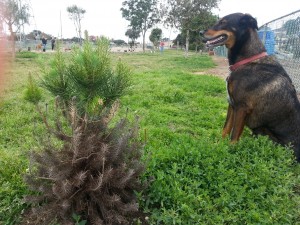 tree in dog park (4)
