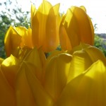 yellow tulips by April Halprin Wayland (c) 2011