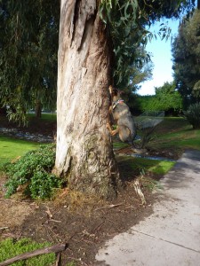 El leaping up a tree after a squirrel