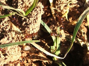 from MorgueFile.com...for an awesome photo of fire ants forming a ball, see http://claycoleman.tripod.com/id180.htm